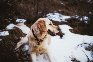 happy snow dog