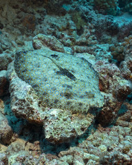 Naklejka na ściany i meble Flounders are masters of camouflage, diving in Fakarava Atoll, French Polynesia
