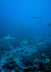 Fototapeta na wymiar Fakarava Atoll in Tuamotu Archipelago and its ocean passes are famous of very large schools of sharks