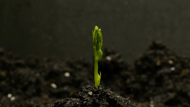 Germinating Pea Bean Seed Growing in Ground Agriculture Spring Summer Timelapse