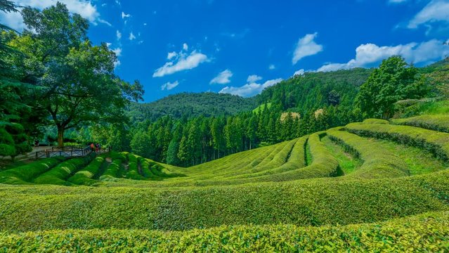 Green tea plantation in South Korea