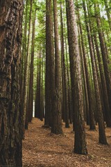 Redwoods in Victoria