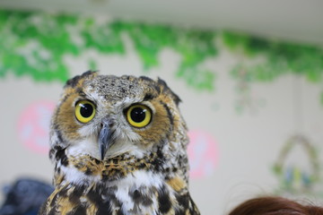 tokyo owl