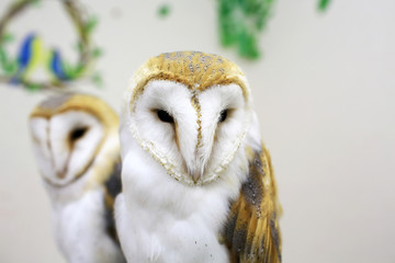 tokyo owl