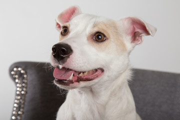 Close up of white dog