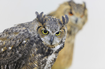 tokyo owl
