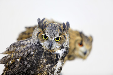 tokyo owl