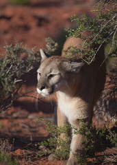 Naklejka premium Cougar walking between desert bushes