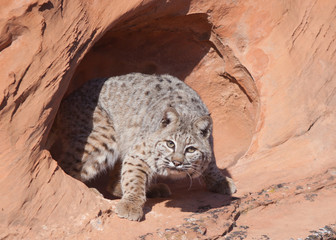 Bobcat looking out from a hole in the rock in red rock desert of Southern Utah