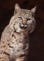 A portrait of a bobcat leaning slightly to the right with it's mouth open and eyes watching...