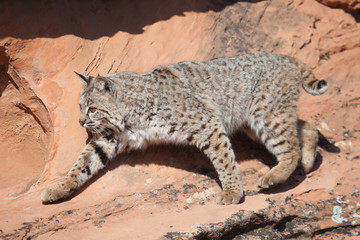 Bobcat prowling along a ledge in the red rock desert of Southern Utah