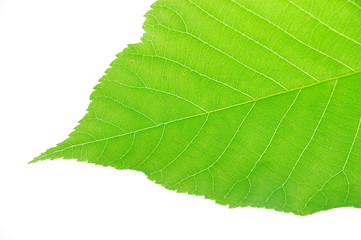 green leaf with leaf vein texture isolated on white background