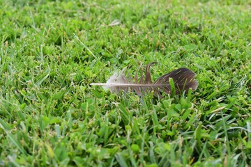 Obraz premium Feather in the grass
