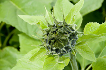 ひまわりのつぼみ