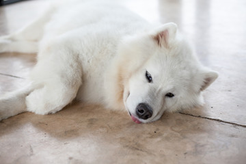 Obraz na płótnie Canvas closed up of Samoyed dog sleeping