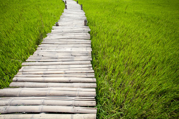 Wooden walkway on rice field