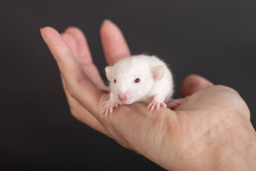white baby rat in the palm