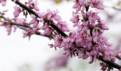 spring flowers
