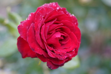 Colorful, beautiful, delicate rose in the garden