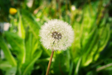 Spring flower dandelion