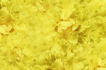 Naklejka na ściany i meble Floral yellow beautiful background. Wallpapers of flowers yellow peony. Flower composition. Close-up. Nature.