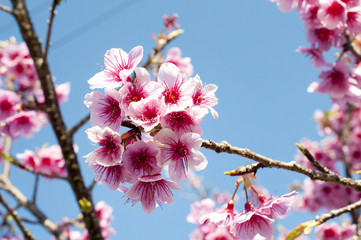 寒緋桜
