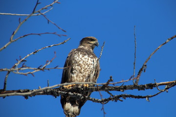 Young Eagle, Gold Bar Park, Edmonton, Alberta