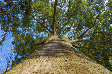 大木のある構図