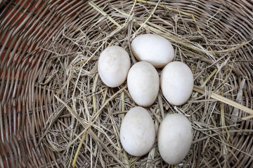 Duck eggs on nest