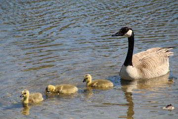 Fototapeta premium Canada Goose With Her Young, Gold Bar Park, Edmonton, Alberta