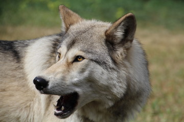 Naklejka na ściany i meble Closeup Of Kuna, Yamnuska Wolfdog Sanctuary, Cochrane, Alberta