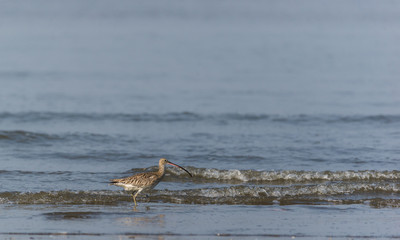 Eurasian curlew (Numenius arquata)