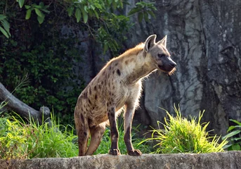 Tuinposter Hyena& 39 s © MrPreecha