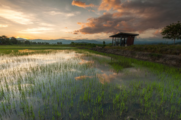 sunrise at rice paddy field at Kota Belud, Sabah Malaysia.