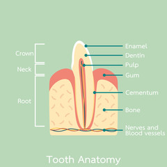 side view of incisor tooth anatomy structure including the bone and gum and detail word