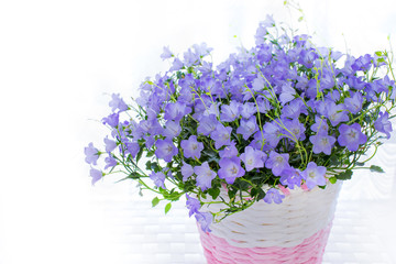 Campanula carpatica flowers in the vase with white backround.