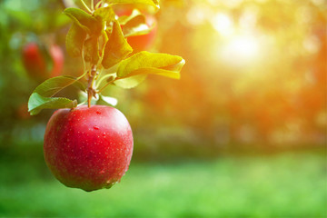 Ripe red apple close-up with sun rays and apple orchard in the background.