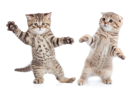 Funny young cats dancing isolated