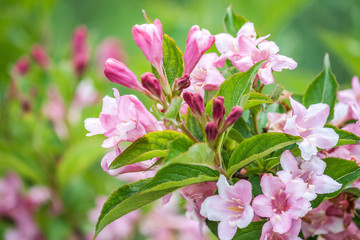 rhododendron flowers on green background