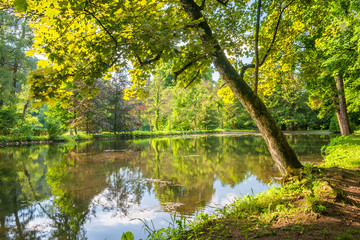 Fototapeta na wymiar Trees at a lake in the spring park.