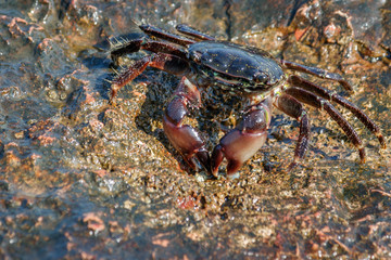 A live crab on the rocky shore of the sea.