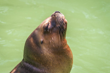 The California sea lion.