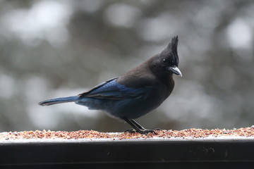 Stellar Jay