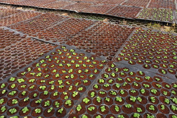 Growing organic vegetable farms for background