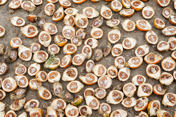 The areca nut is the seed of the areca palm (Areca catechu), which grows in much of the tropical countries. It is commonly referred to as betel nut, as it is often chewed wrapped in betel leaves .