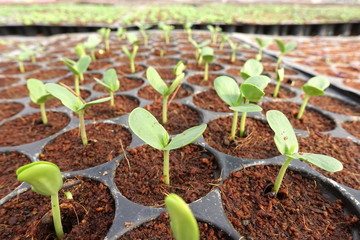 Growing organic vegetable farms for background