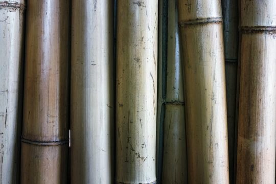 Dry bamboo stalks for background. Closeup, toned