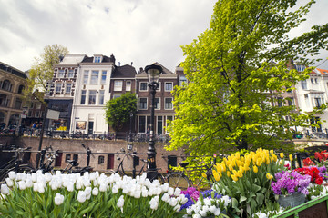 Landscape with tulips, traditional dutch windmills and houses near the canal in Zaanse Schans, Netherlands, Europe