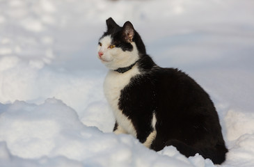 Cat in winter season