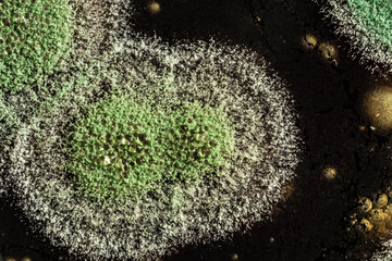 development of green mold on an organic basis, abstract background